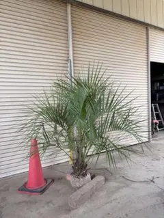 ココスヤシ　シルバーリーフ　鉢上から180cm ココスヤシ シルバーリーフ 鉢上から180cm - メルカリ
