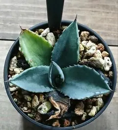 アガベ アメリカーナ ドライガーデン 観葉植物 - メルカリ