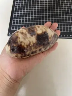 大幅値下❗️貝殻　希少　標本　収集　タカラガイ各種　野外　海辺　自由研究 大幅値下❗️貝殻 希少 標本 収集 タカラガイ各種 野外 海辺