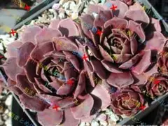 2025年最新】輸入センペルの人気アイテム - メルカリ