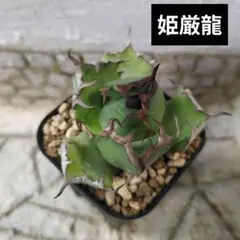 姫厳龍①　アガベ　チタノタのサムネイル