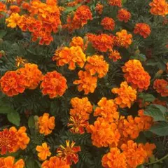 chi3 A様 リクエスト 2点 まとめ商品