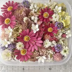 ドライフラワー ハンドメイド 花材 花材詰め合わせ マトリカリア