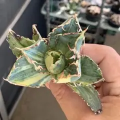 2025年最新】チタノタ 白鯨 錦の人気アイテム - メルカリ