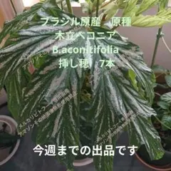 ブラジル原産　原種木立ベコニアB.aconitifolia 挿し穂　7本のサムネイル