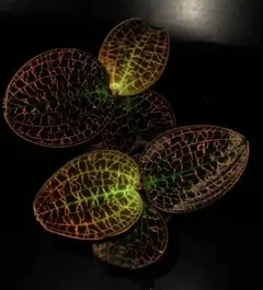 Cryptocoryne sp.Min-2 ジュエルクリプト - メルカリ