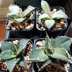 2025年最新】 アガベ シーザー セットの人気アイテム - メルカリ