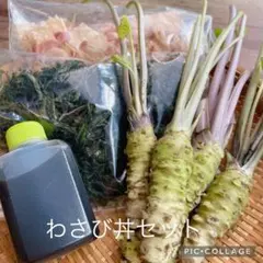 産地直送 伊豆産 本生わさび わさび丼セット 4人分 生ワサビのサムネイル