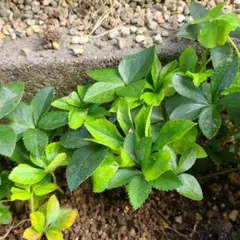 ししまる様 リクエスト 2点 まとめ商品