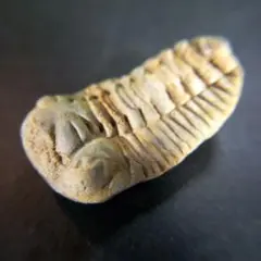 三葉虫　化石　fossil　ボリビア産　trilobite　ノジュール種類⑩