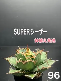 2025年最新】アガベシーザー錦の人気アイテム - メルカリ