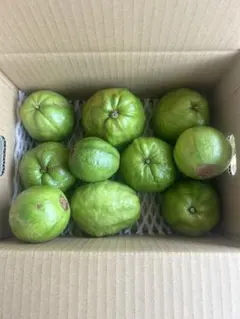 2026年最新】梨グアバの人気アイテム - メルカリ