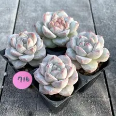 なっち様 リクエスト 2点 まとめ商品