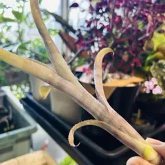 2025年最新】その他観葉植物の人気アイテム - メルカリ