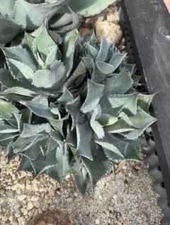 2025年最新】アガベポタトラムの人気アイテム - メルカリ