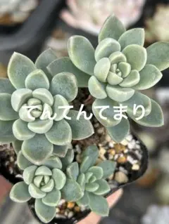 多肉植物♡てんてんてまり♡ぼのぼのさん～③～子付き～^^ ボノボノさん苗 てんてんてまり｜🍀GreenSnap（グリーンスナップ）