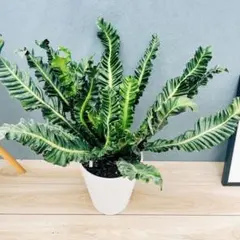 2025年最新】アスプレニウム コブラの人気アイテム - メルカリ