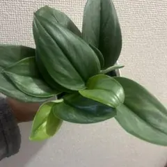 2025年最新】スキンダプサス ムーンライトの人気アイテム - メルカリ