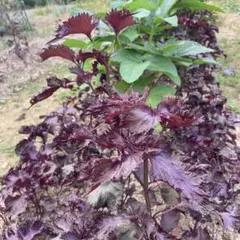 Kumichooooo様 リクエスト 2点 まとめ商品