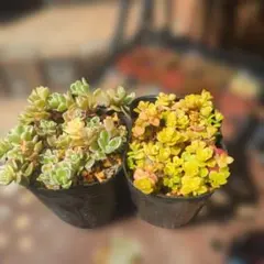 かなやん様 リクエスト 3点 まとめ商品