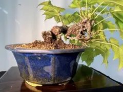蔦　古い変わり木　照葉 蔦 古い変わり木 照葉 - メルカリ