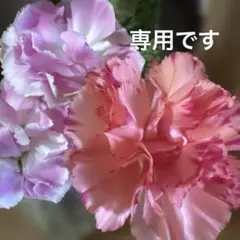 1 kosaka様 リクエスト 2点 まとめ商品