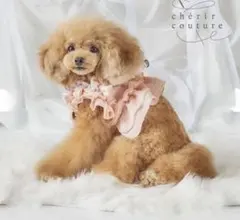 PET PARADISE cherir couture フリフリハーネス 4S - メルカリ