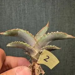 実生】アガベ オテロイ 実生苗 抜き苗 agave oteroi 03 - メルカリ