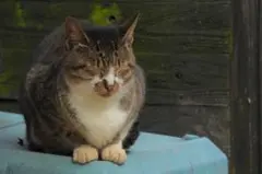 ※他の方は購入しないでください※確認用出品