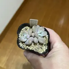 きょんまま様 リクエスト 2点 まとめ商品