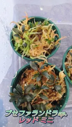 あきよし様 リクエスト 3点 まとめ商品