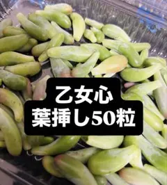 バルセロス様 リクエスト 2点 まとめ商品