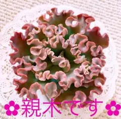 サツマイモ様 リクエスト 2点 まとめ商品