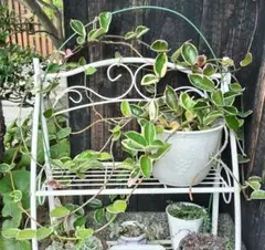 1️⃣ホヤ カルノーサ サクララン 斑入り 観葉植物 カット苗１株 枝２本