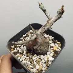 2026年最新】パキコルムスディスカラーの人気アイテム - メルカリ