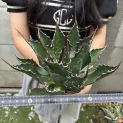 275 アガベ イラン産 “モンタナ”大株 極上 特選株 - メルカリ