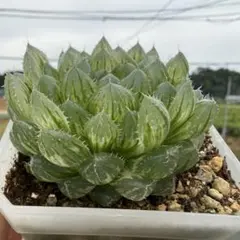多肉植物 ハオルチア 玄氷錦 - メルカリ