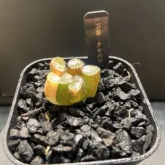 2025年最新】極上万象錦の人気アイテム - メルカリ