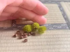 ミニチュア　栗セット