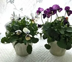 ビオラ すみれ図鑑1苗 パルプンテ1苗 大きめ美株 - メルカリ