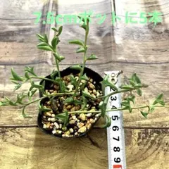 多肉植物 ドルフィンネックレス 抜き苗 5本セット 7.5cmポット入り