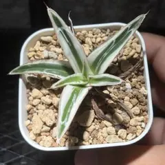 アガベ　笹の雪　氷山　9/28まで アガベ 笹の雪 氷山