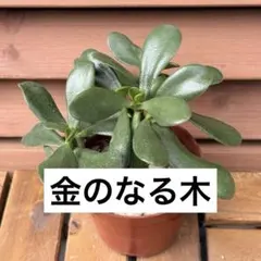 【多肉植物】金のなる木 2株 抜き苗 微根 第四種発送 花月のサムネイル