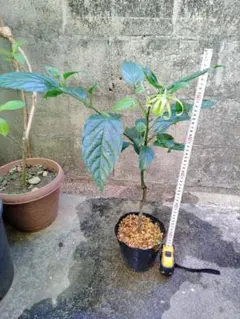 イランイラン鉢植え 開花・蕾多い 大株 19-8 - メルカリ