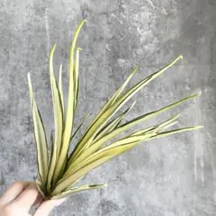 2026年最新】サンスベリア斑入りの人気アイテム - メルカリ