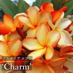 87sana様 リクエスト 5点 まとめ商品