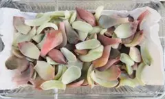 多肉植物　エケベリア　韓国苗　葉挿し　150g以内　限定1