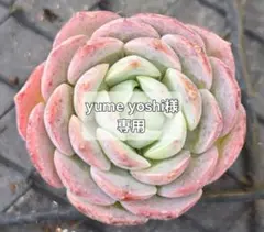 yume yoshi様 リクエスト 2点 まとめ商品