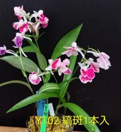 ウチョウラン　　　縞斑1本入　　Y102のサムネイル
