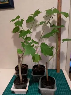 meet様専用 酔芙蓉４本